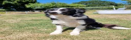 Border Collie dogs for sale: Border collie for sale - Advert 4