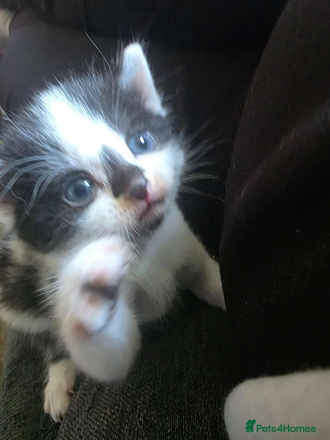 Mixed Breed cats for sale: Available now! Last boy left  - Advert 7