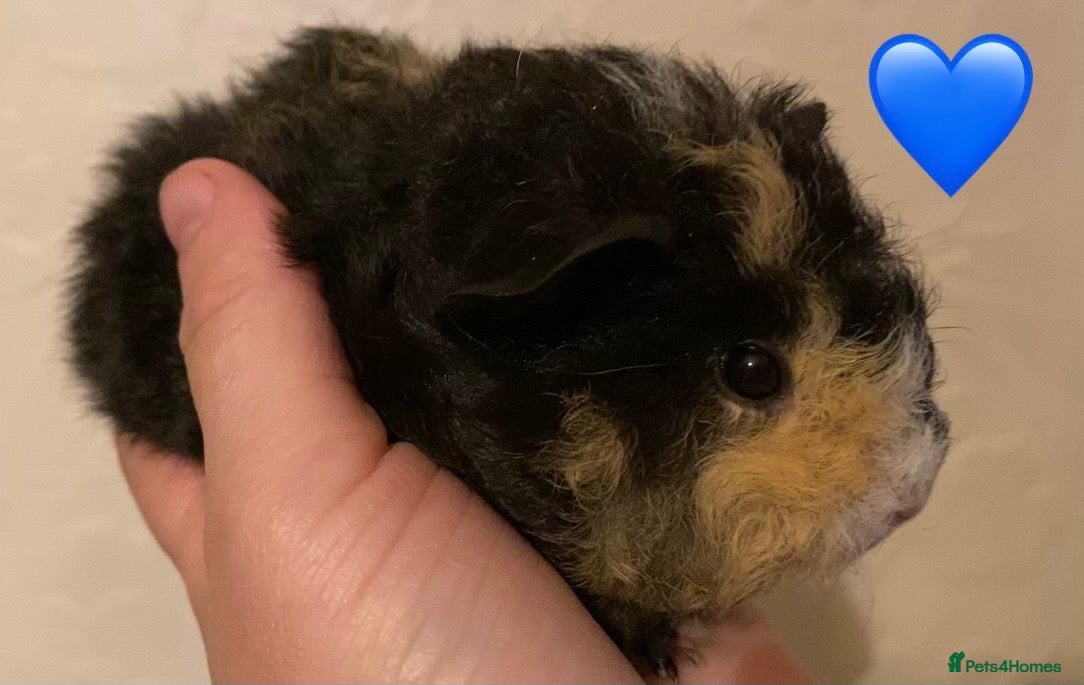 Guinea Pig rodents Gorgeous baby Guinea pigs - Advert 17
