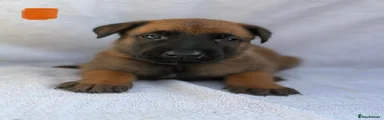Orange boy
