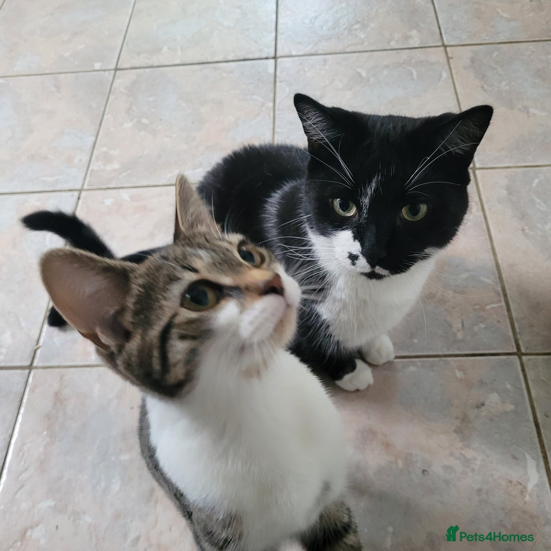 British Shorthair cats for sale: X2 British Shorthairs (male/female) - Image 1