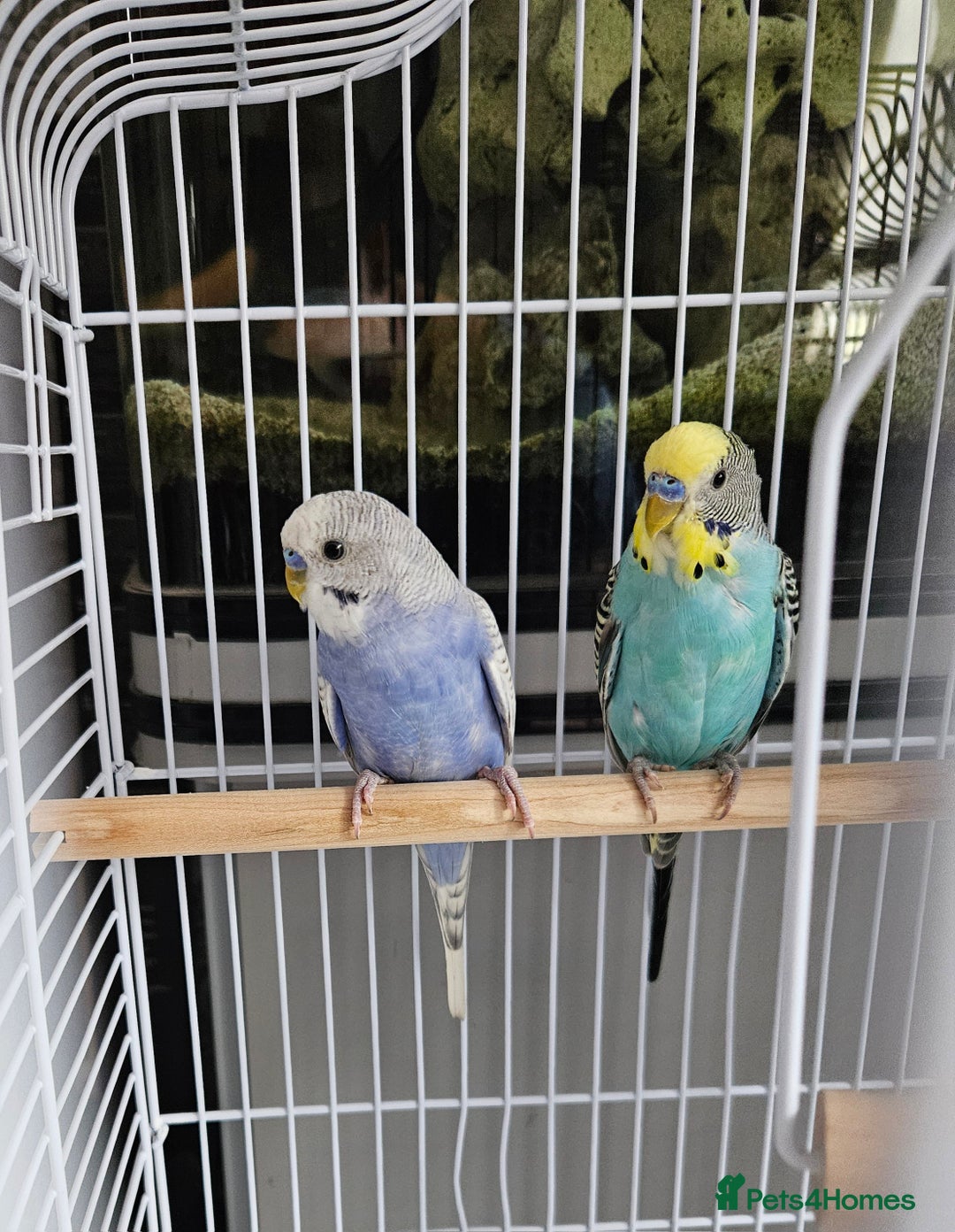 Budgerigars birds for sale: 2x male budgies - Image 1