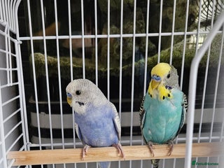 Budgerigars birds for sale - Advert 1