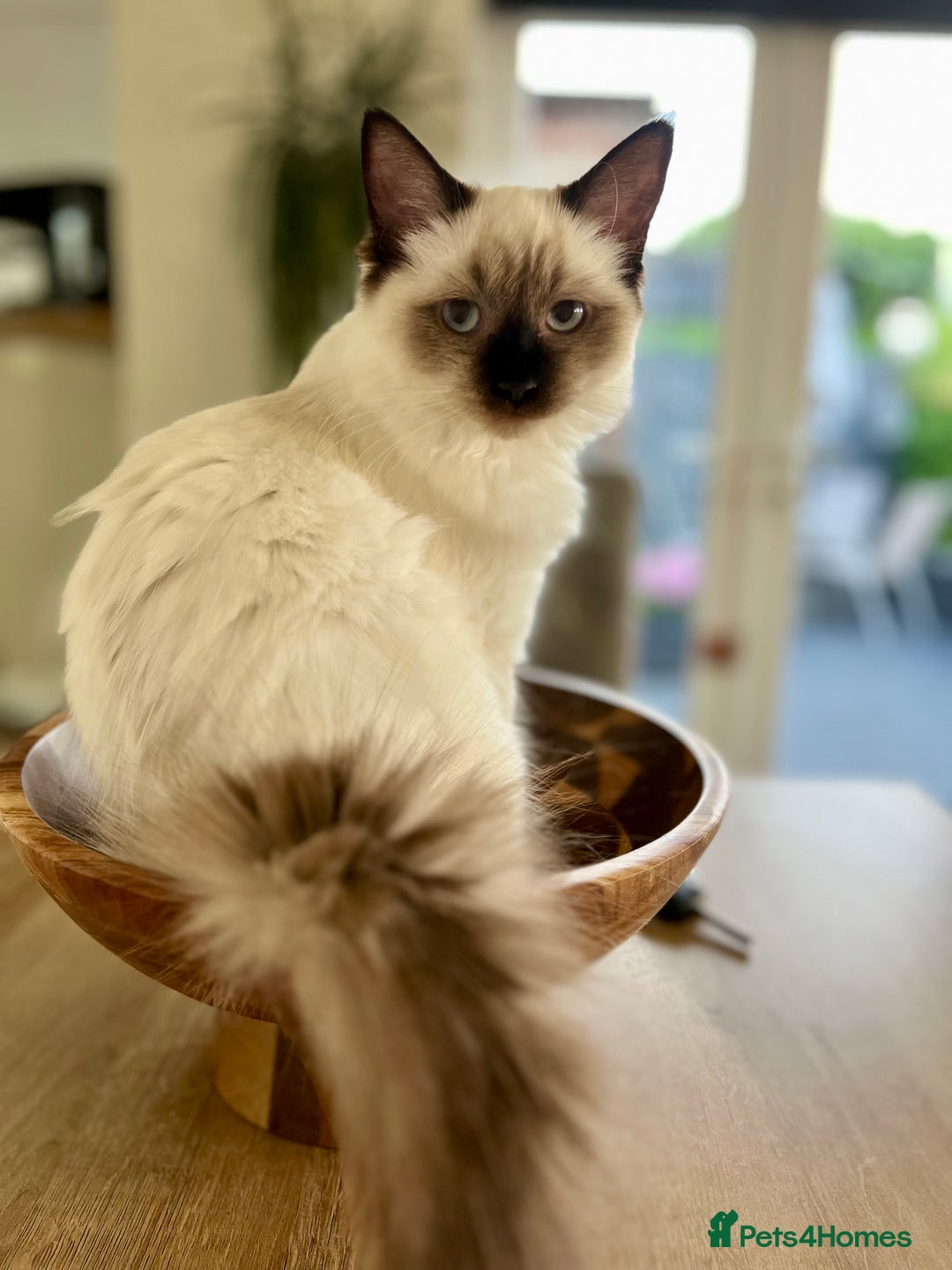 Ragdoll cats for sale: Ragdoll male and female - Advert 4