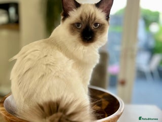 Ragdoll cats Ragdolls male and female - Advert 3