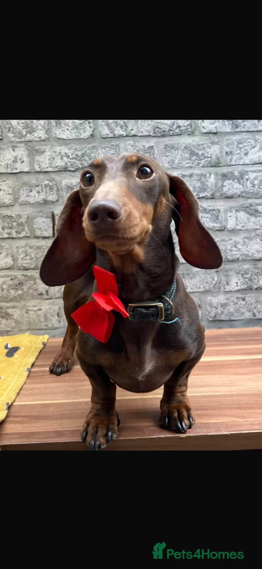 Miniature Dachshund dogs for sale: Mini Dachshund sausage dog - Advert 2