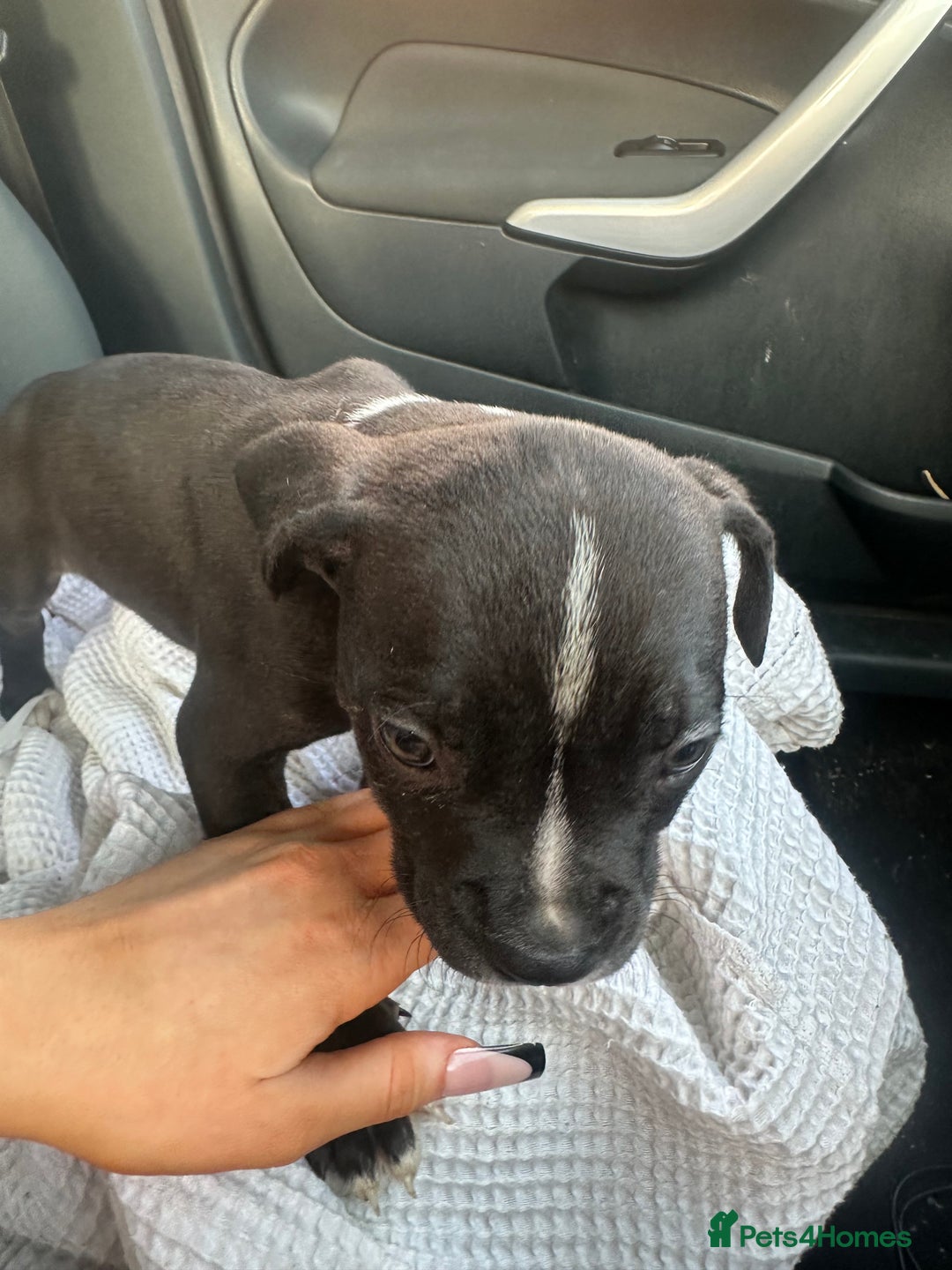 Mixed Breed dogs for sale: Cane corso x staff puppies - Image 2