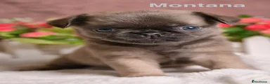 MONTANA