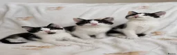 Mixed Breed cats for sale: 3 sweet kittens  - Advert 4