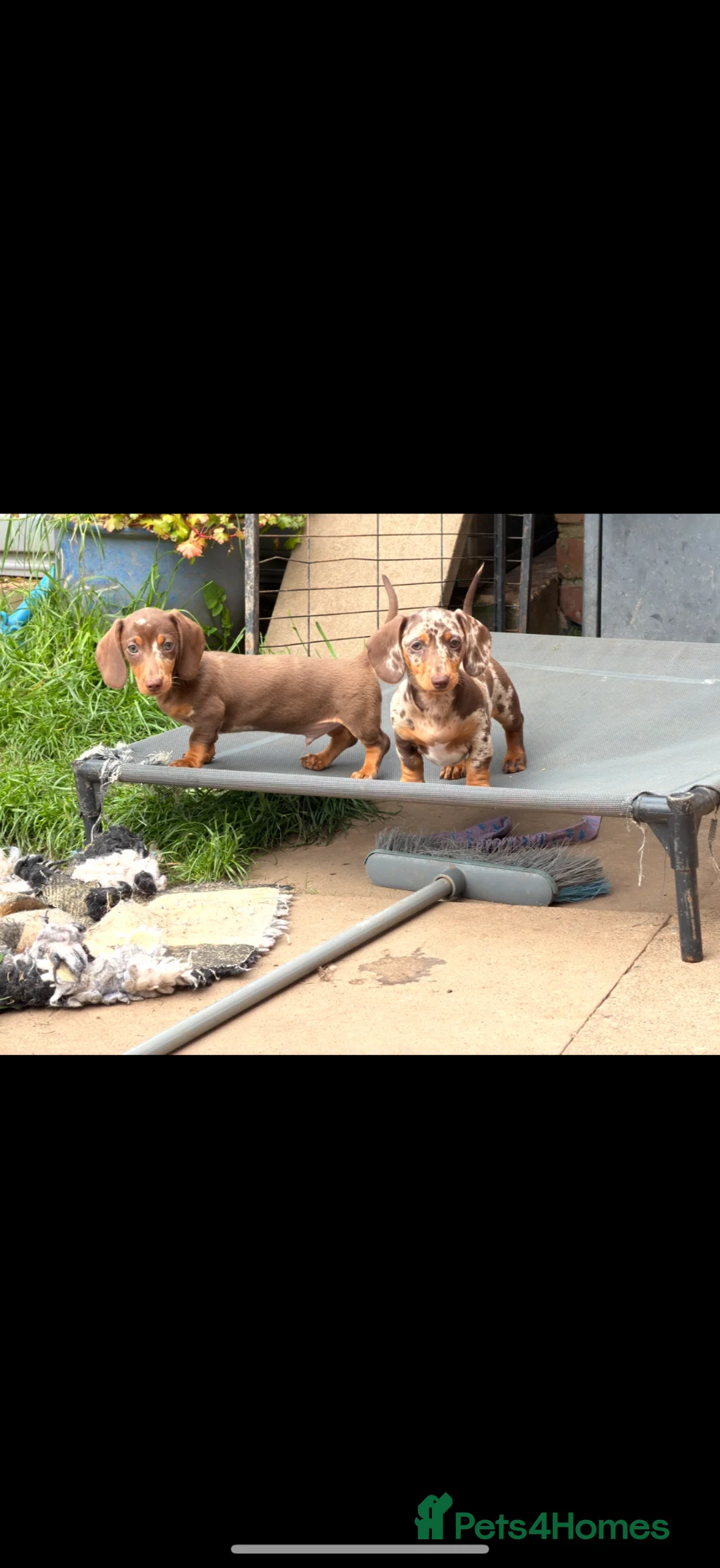 Miniature Dachshund dogs for sale: LAST 3 READY TO LEAVE Smooth haired mini dachunds - Advert 2