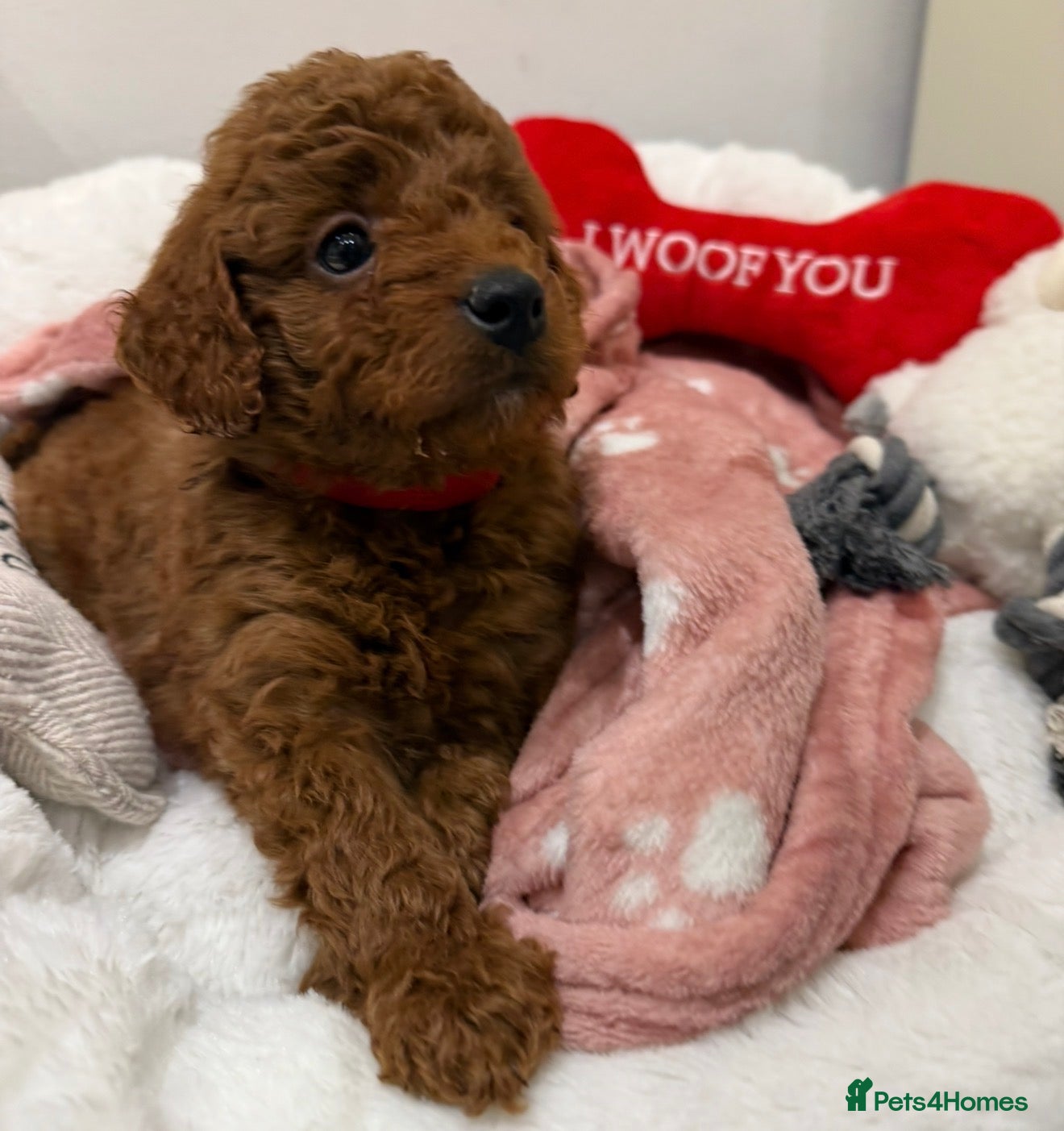 Cockapoo dogs for sale: Stunning Fox Red F1b Cockapoo Girl  - Advert 1