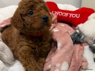 Cockapoo dogs Stunning Fox Red F1b Cockapoo Girl - Advert 2