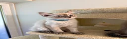 Ragdoll cats for sale: Beautiful Ragdoll x Bengal kittens - Advert 7
