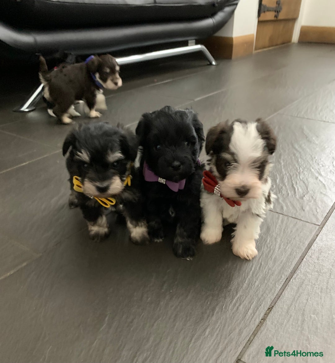 Miniature Schnauzer dogs for sale: 5* LICENSED - KC MINI (TOY) SCHNAUZER CHOCOLATE  - Advert 5