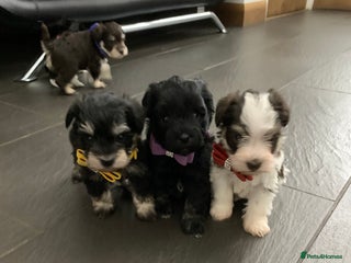 Miniature Schnauzer dogs 5* LICENSED - KC MINIATURE (TOY) SCHNAUZER LITTER - Advert 6