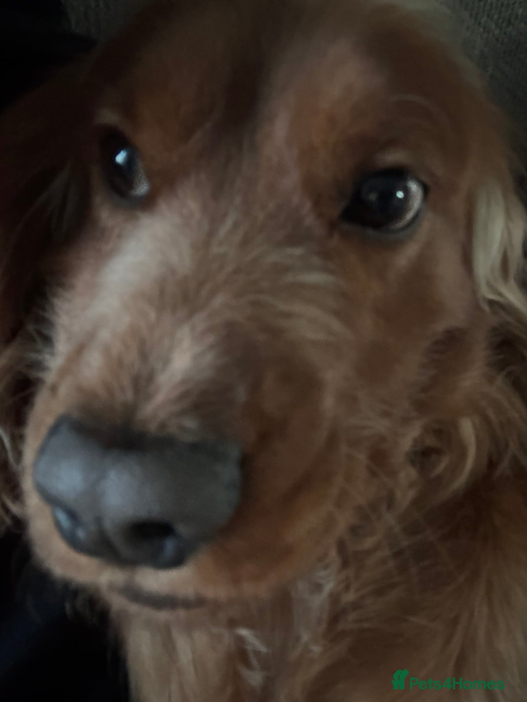 Cocker Spaniel dogs for sale: Cocker spaniel male  - Image 2