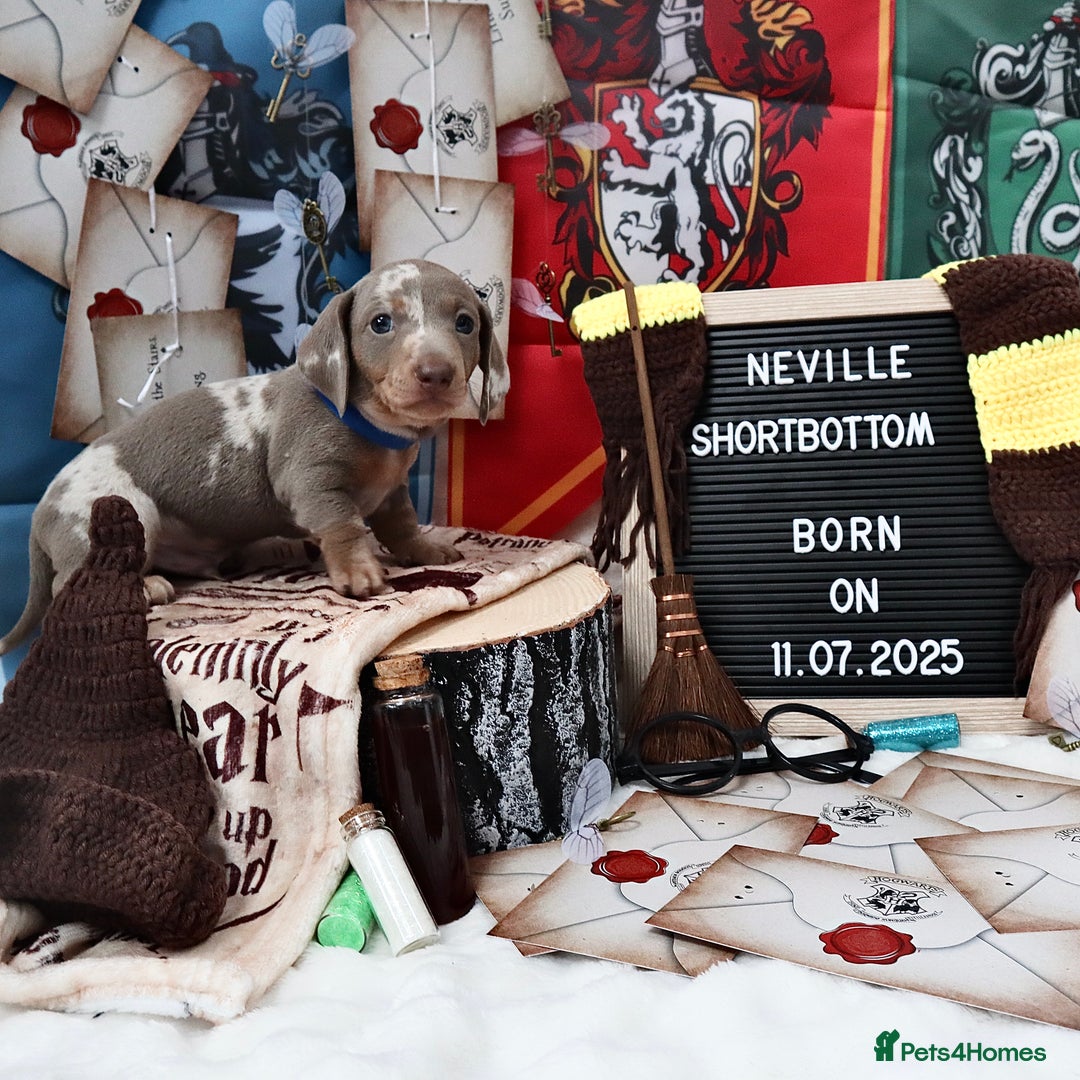 Miniature Dachshund dogs for sale: KC Reg short haired miniature dachshunds - Image 11