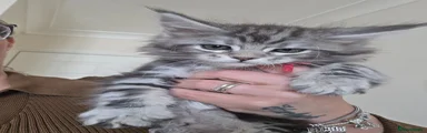 Maine Coon Kitten 1