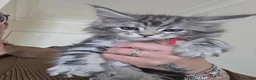 Maine Coon cats for sale: 2 of 9 left  - Advert 2