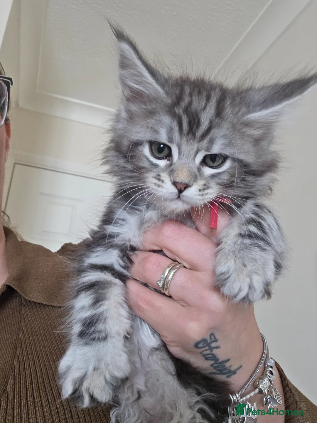 Maine Coon cats for sale: 2 of 9 left  - Advert 2