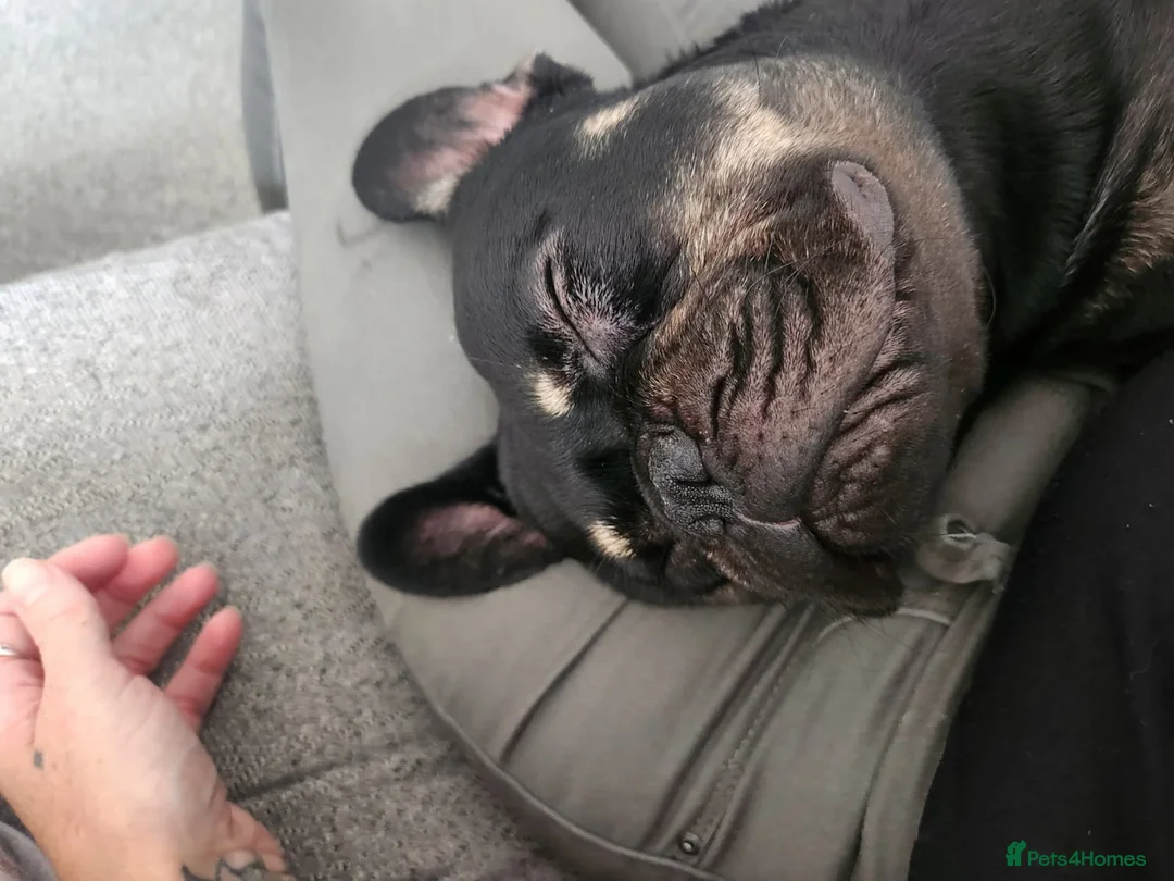 French Bulldog dogs for stud: French bull dog ready for stud - Advert 3