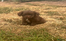 Mixed Breed dogs for sale: Froodle pups - Image 5