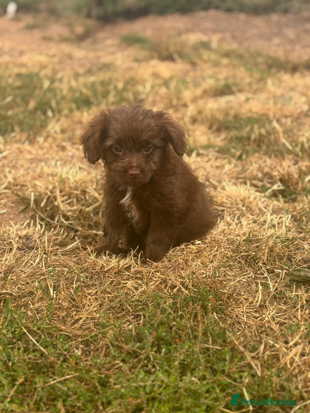 Mixed Breed dogs for sale: Froodle pups - Image 5