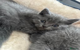 British Shorthair cats for sale: Adorable British Shorthair Kittens  - Image 14