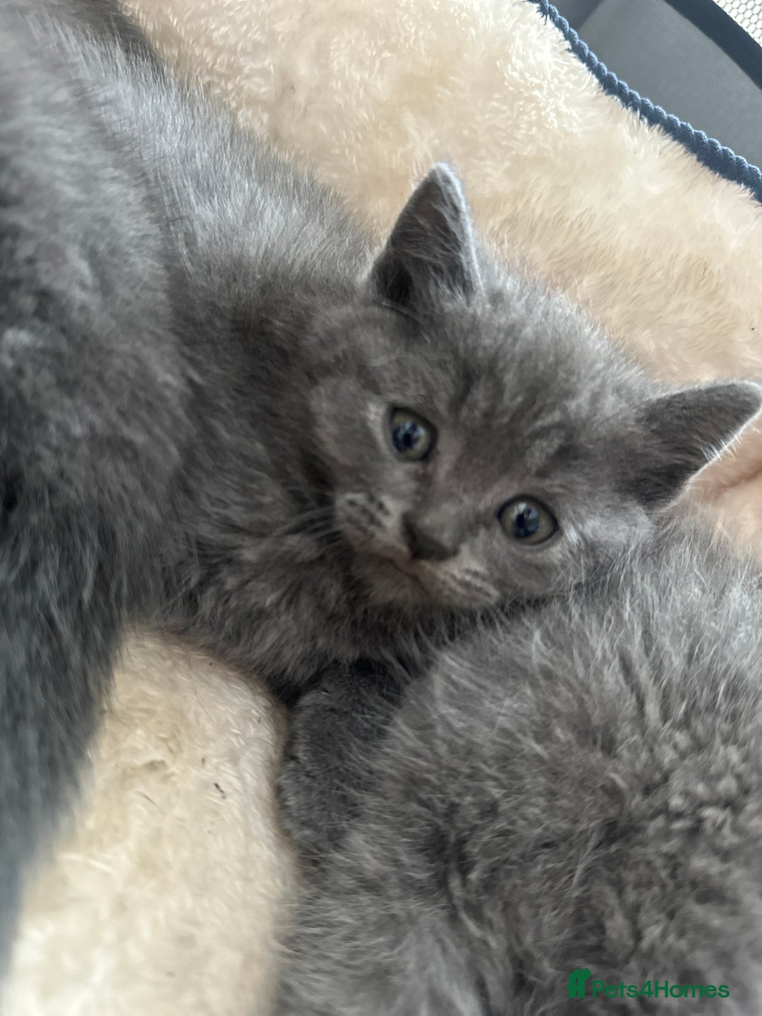 British Shorthair cats for sale: Adorable British Shorthair Kittens  - Image 14