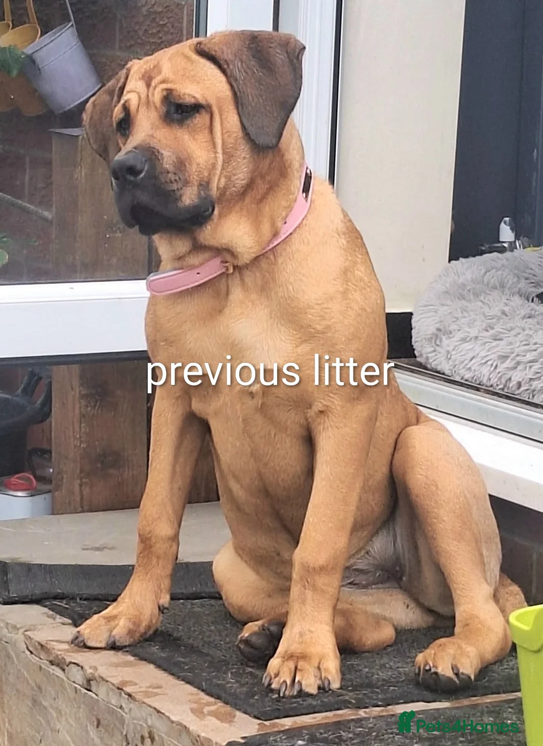 Mixed Breed dogs for sale: Rott de Bordeaux  - Advert 2