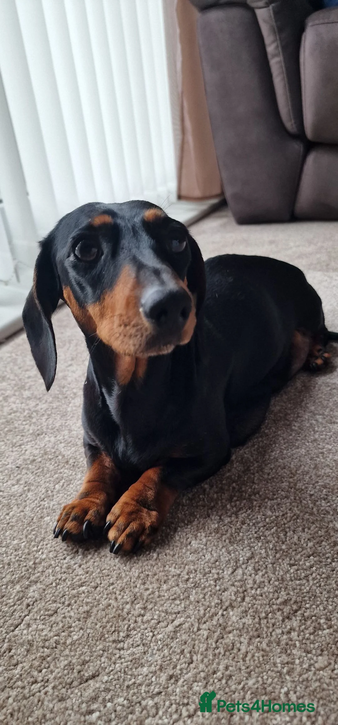 Miniature Dachshund dogs for sale: Beautiful Miniture Dachshunds - Advert 1