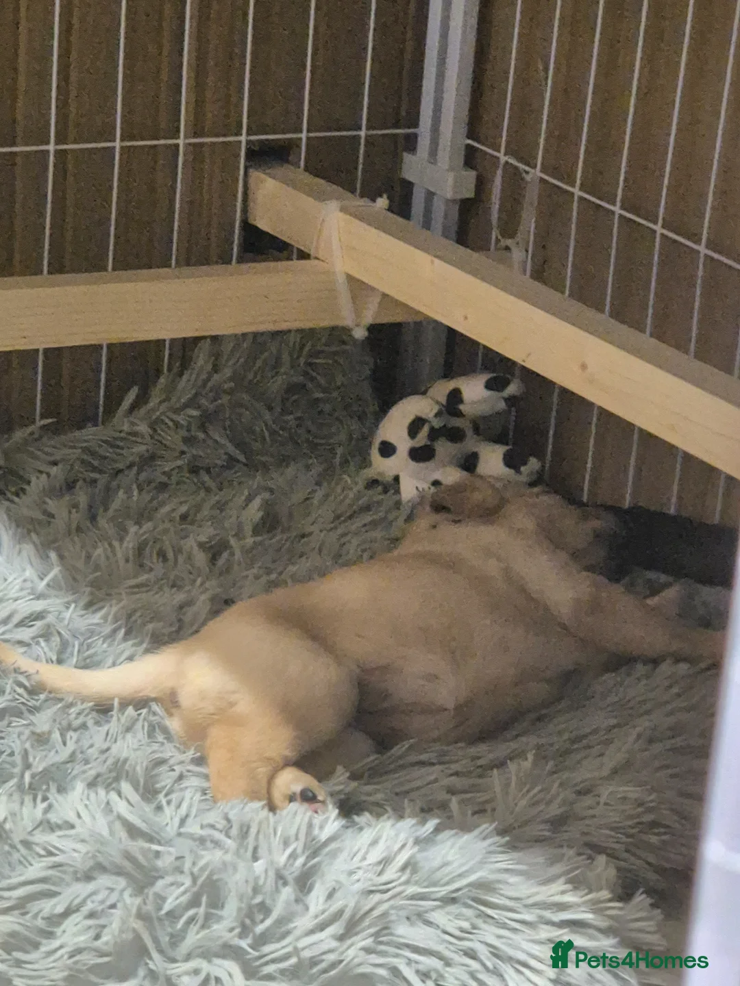 Labrador Retriever dogs for stud: Pedigree black lab for stud  in Inverness - Advert 11