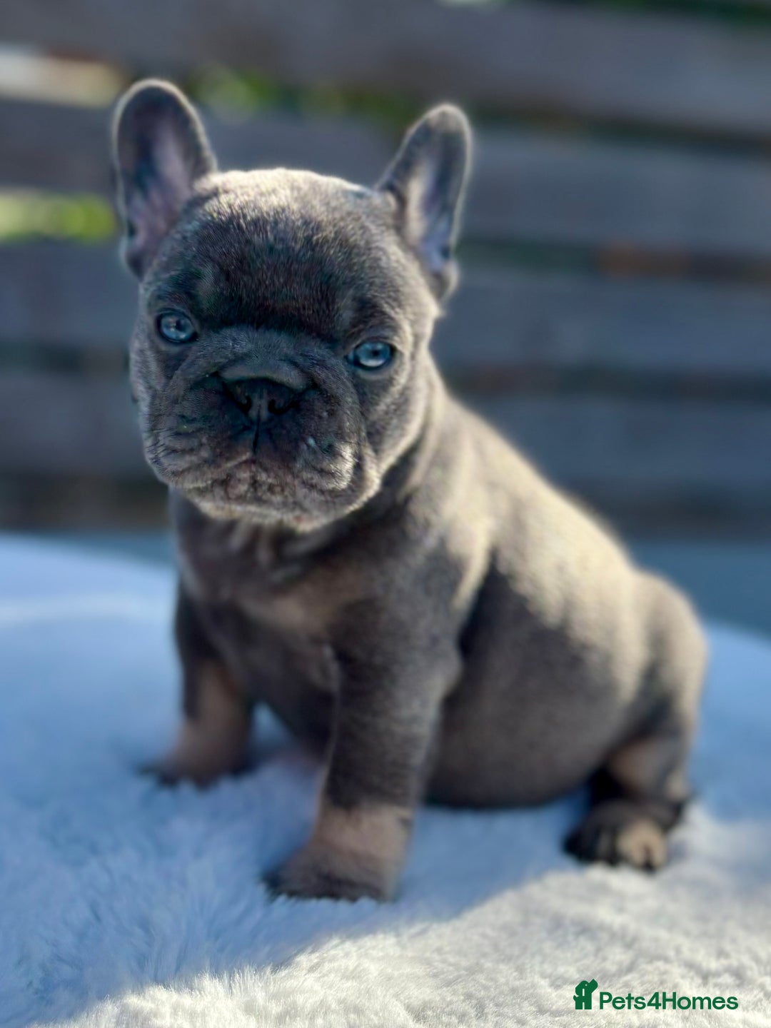 French Bulldog dogs for sale: QUALITY HEALTH TESTED KC FRENCH BULLDOG PUPPIES - Image 20