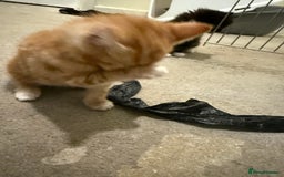 Mixed Breed cats for sale: Beautiful kittens for sale  - Image 12