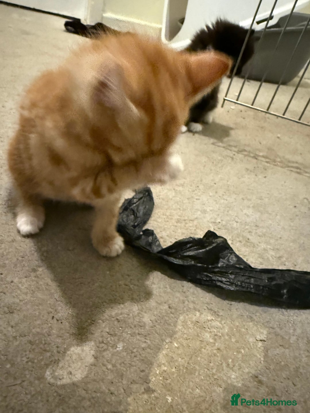 Mixed Breed cats for sale: Beautiful kittens for sale  - Image 12