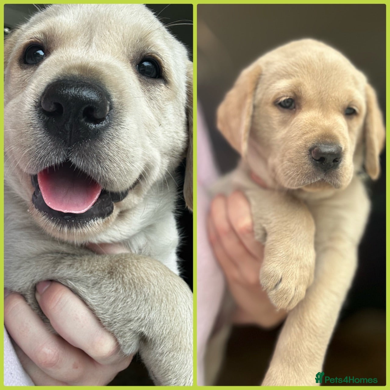 Goldador dogs *Gorgeous Goldador puppies* - Advert 1