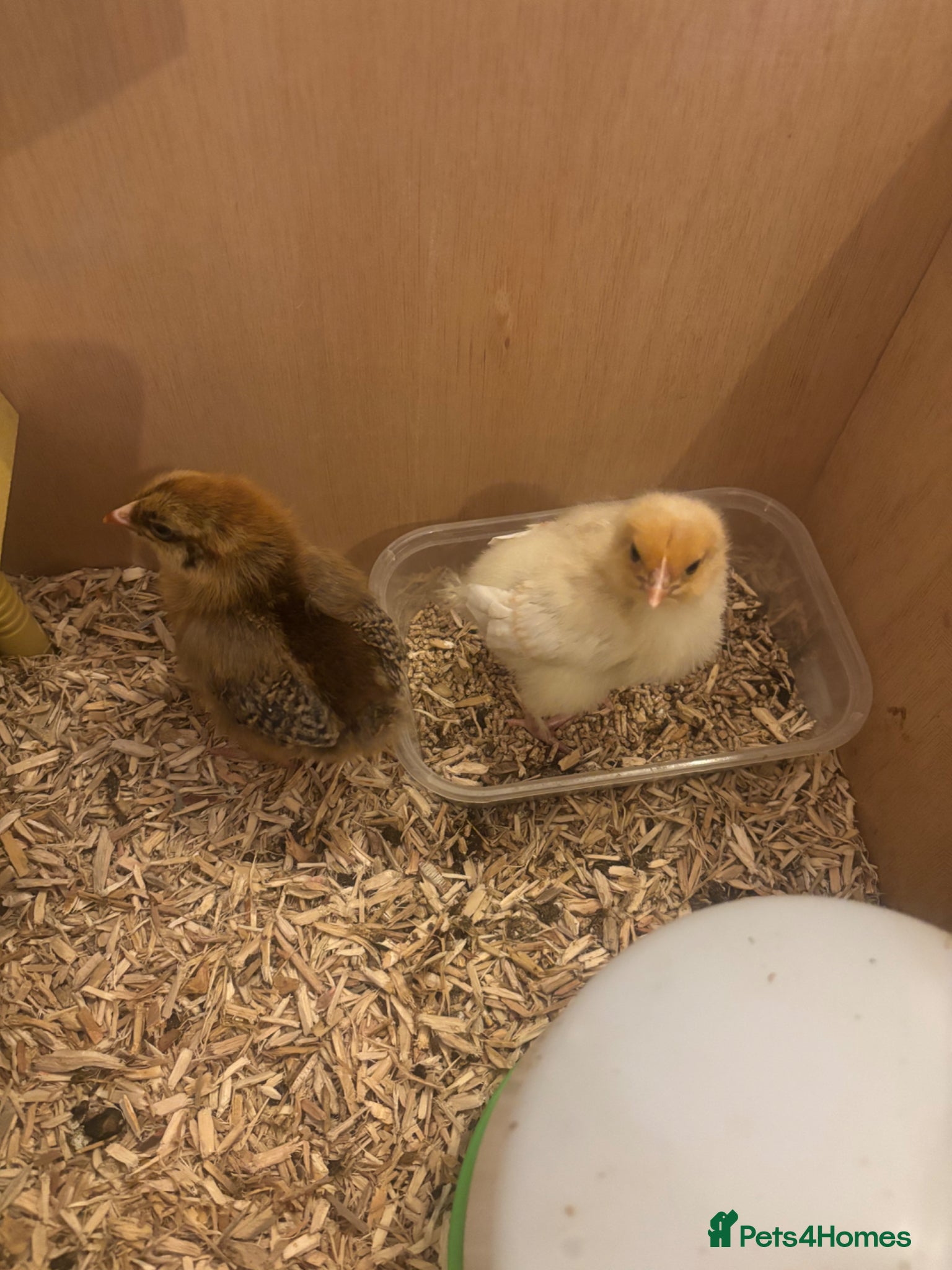 Chickens poultry Baby chicks  - Advert 1