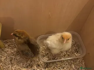 Chickens poultry Baby chicks - Advert 2