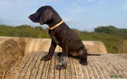 German Wirehaired Pointer dogs for sale: German Wire-haired Pointers of sale - Image 5