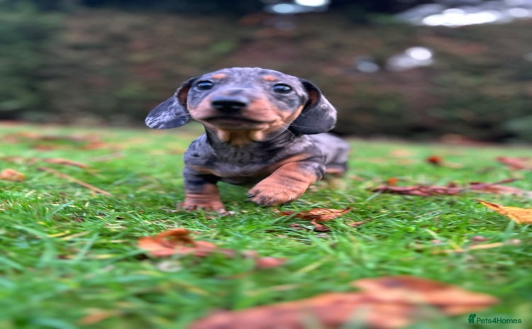 Miniature Dachshund dogs - Advert 10