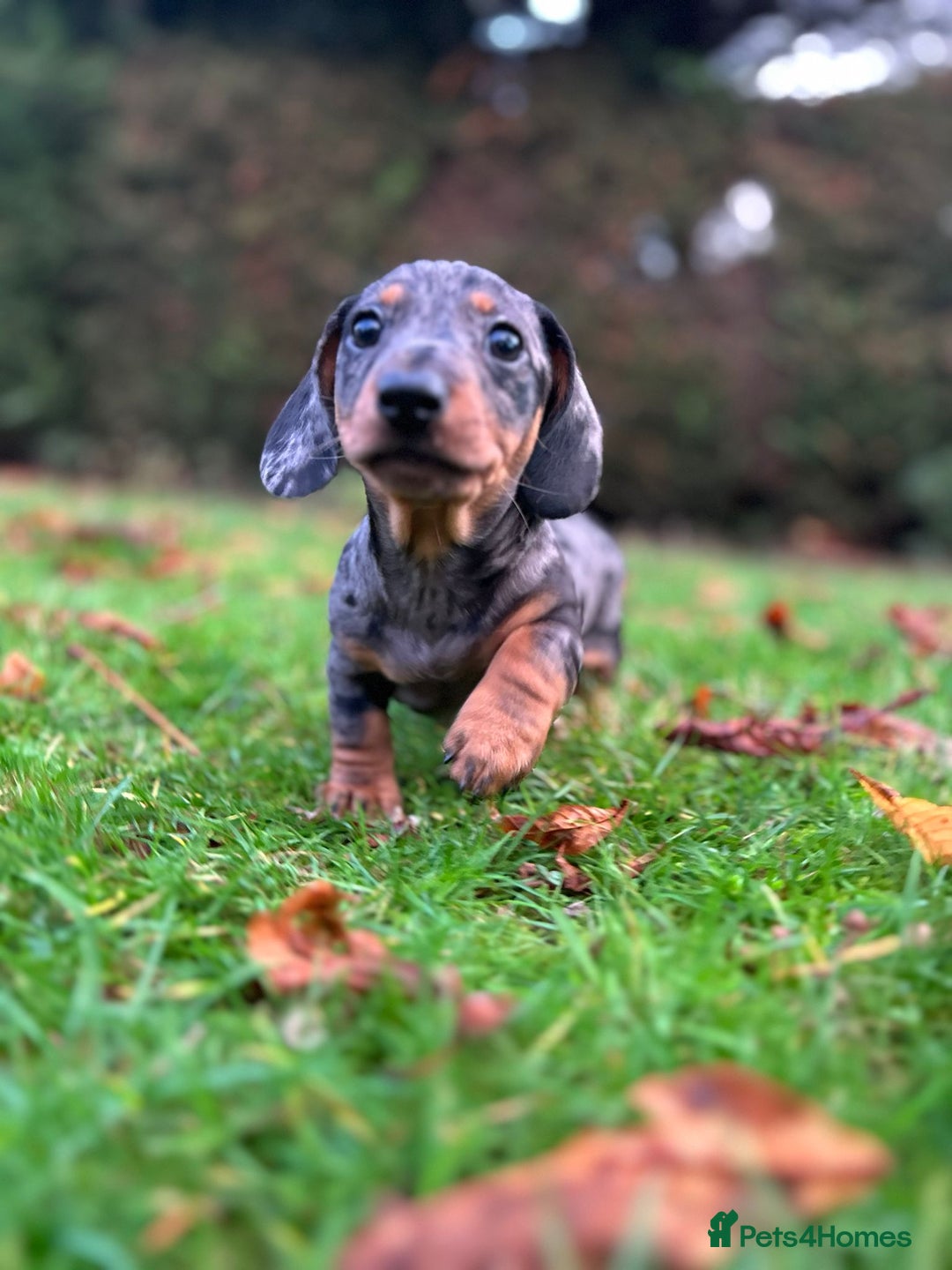Miniature Dachshund dogs for sale: Miniature Dachshund - Image 1