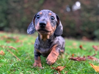 Miniature Dachshund dogs for sale - Advert 1