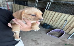 Cockerdor dogs for sale: Perfect Cockerdor Puppies- Tiny Lab like in Pickering - Image 7