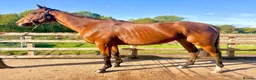 English Thoroughbred horses for sale: Ivan  in Warwick - Advert 3
