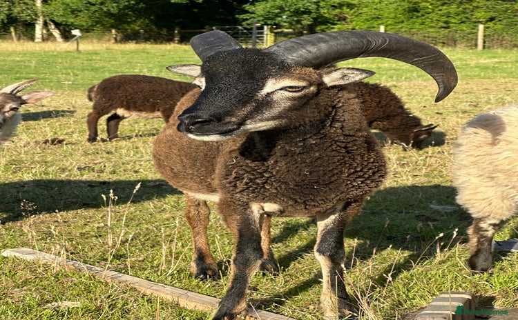 Sheep livestock - Advert 1