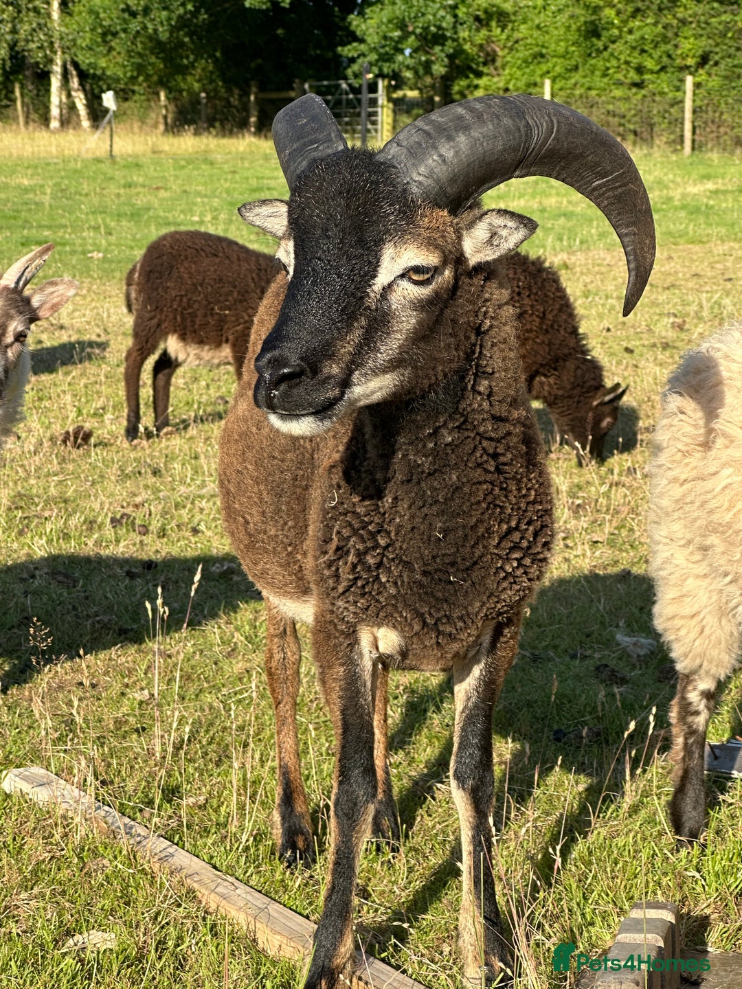 Sheep livestock for sale: 1 Year old Soay cross Boreray Ram for sale.  - Image 1