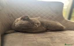 British Shorthair cats for sale: STUNNING pedigree solid blue 7month female kitten  - Image 5