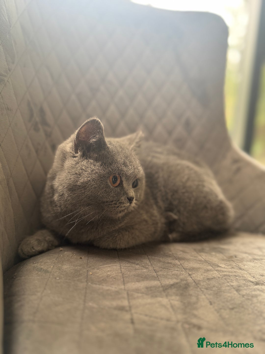 British Shorthair cats for sale: STUNNING pedigree solid blue 7month female kitten  - Image 5