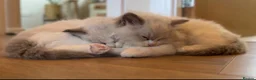 Ragdoll cats for sale: Pedigree Ragdoll Registered Kittens  🌸  - Advert 25