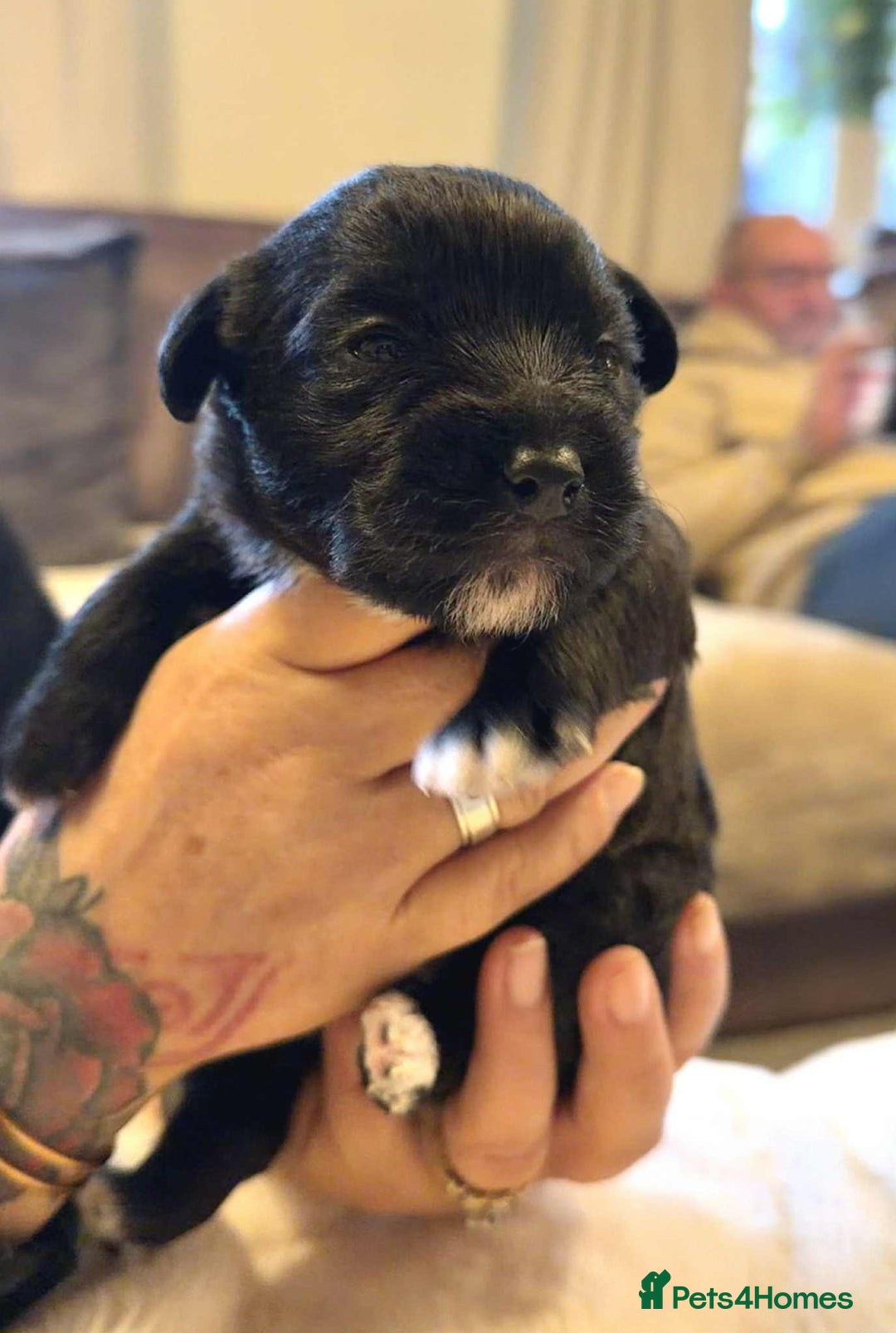 Mixed Breed dogs for sale: mother f1 cockapoo father jackapoo - Advert 4